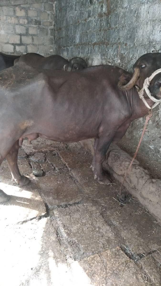 ભેશ વેચવાનો છે