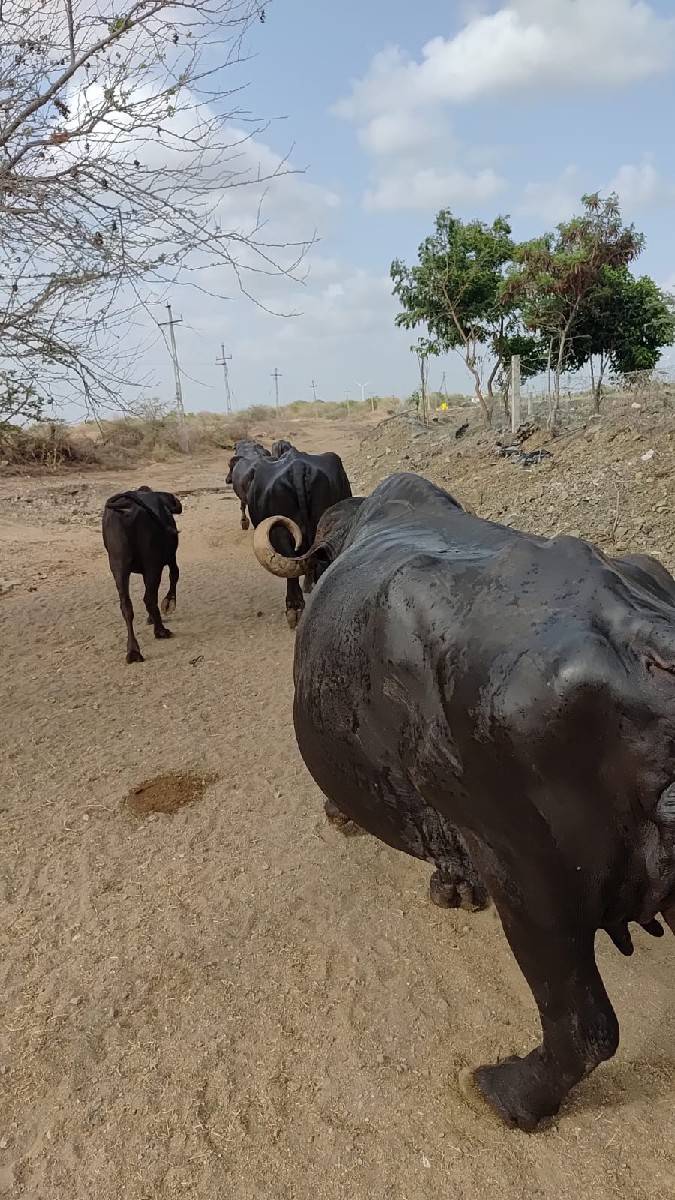 આ ભેંસ વેચવાની છે