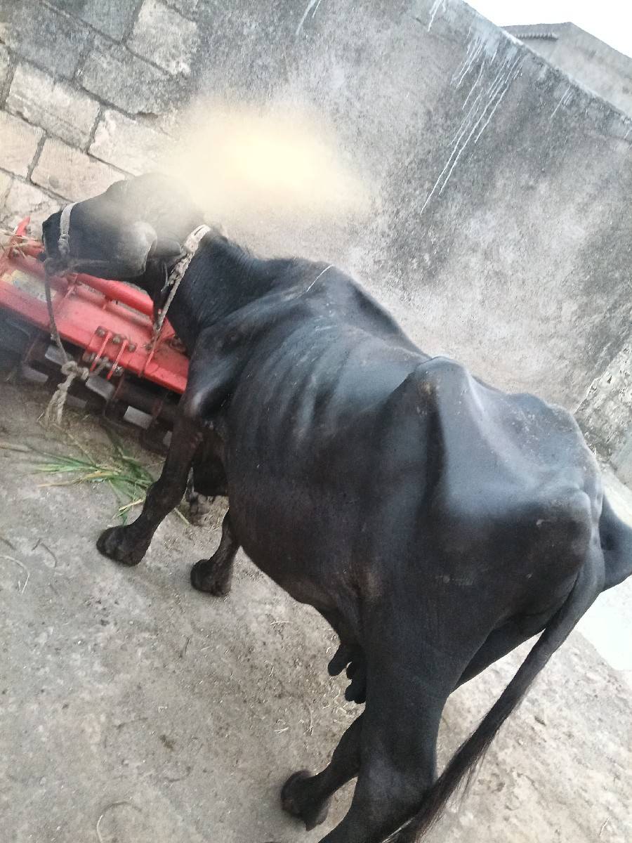 ભેસ