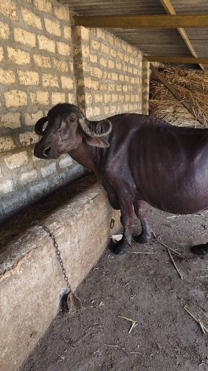 ભેંસ વેચવાની છે