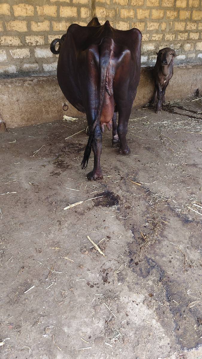 ભેંસ વેચવાની છે