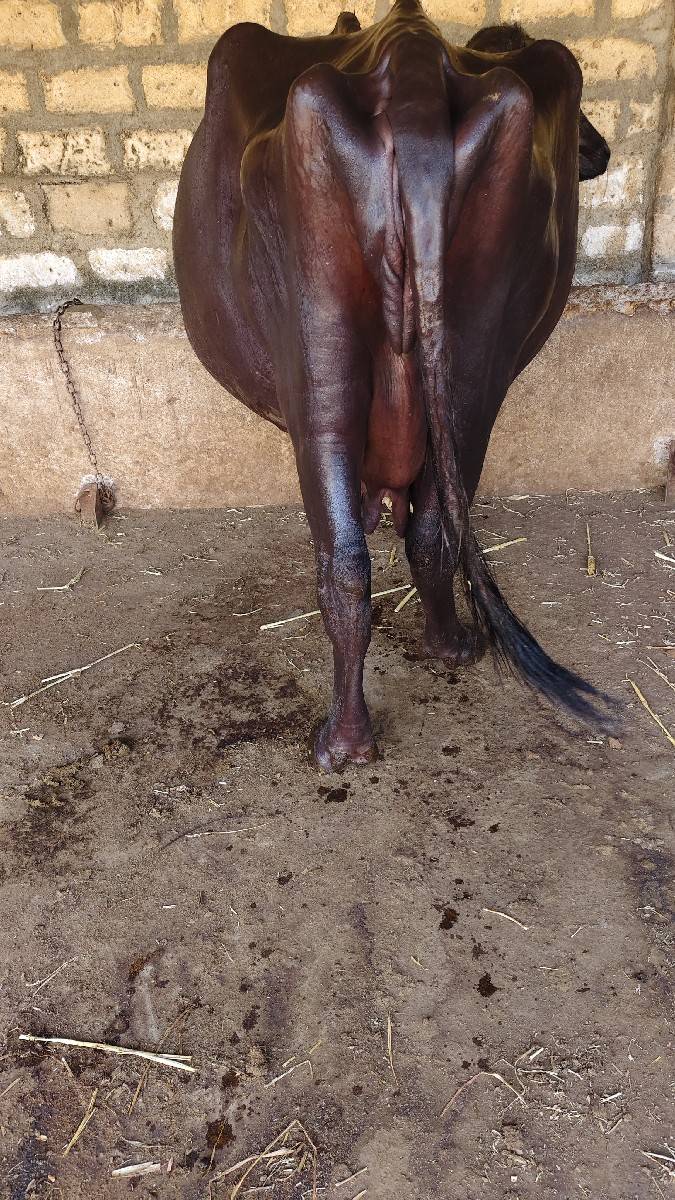 ભેંસ વેચવાની છે