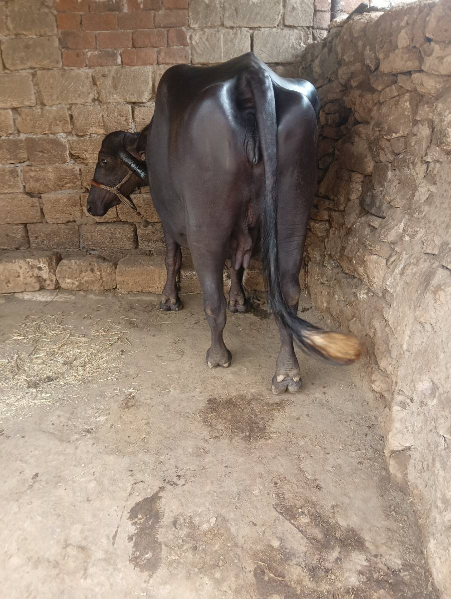 ભેંસ વેચવાની છે વેતર 2