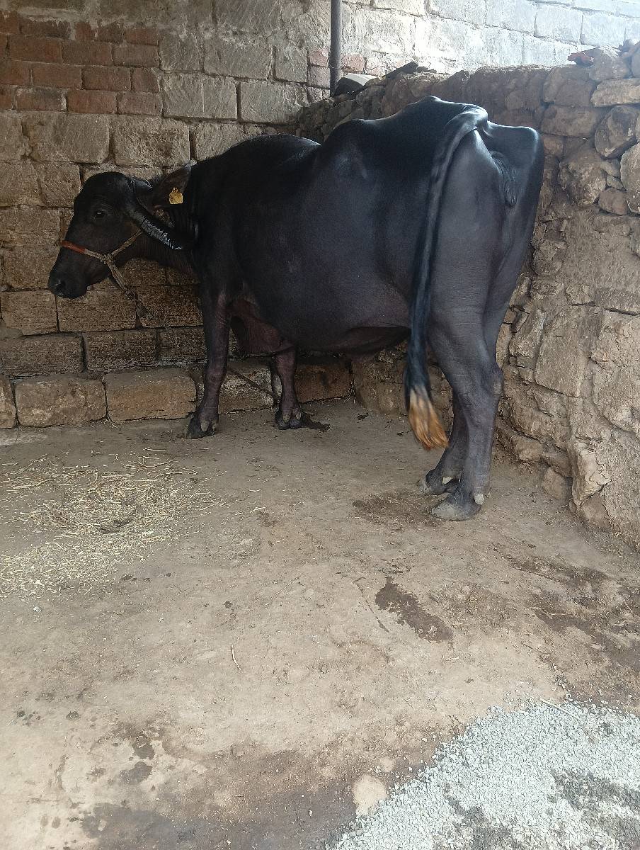ભેંસ વેચવાની છે વેતર 2