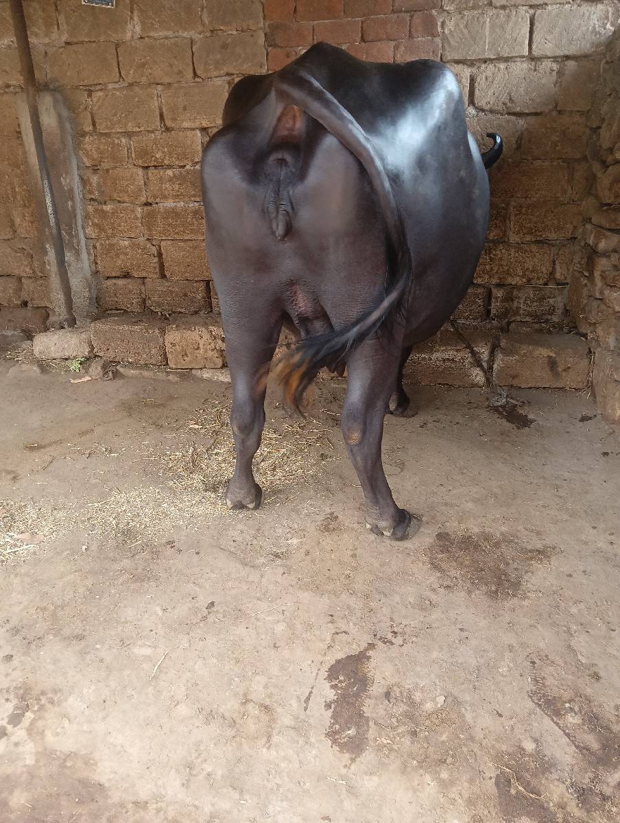 ભેંસ વેચવાની છે વેતર 2