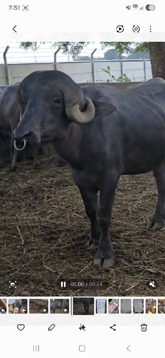 bull