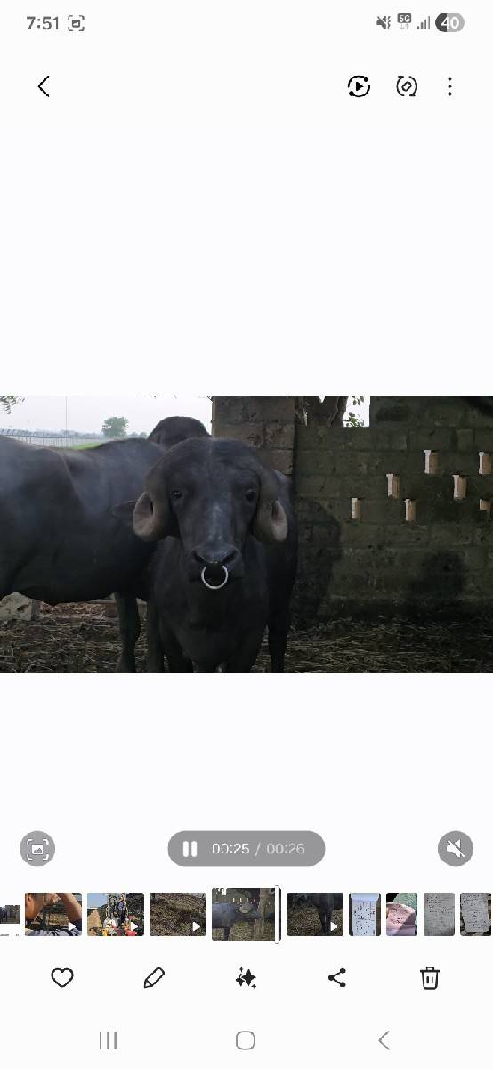 bull