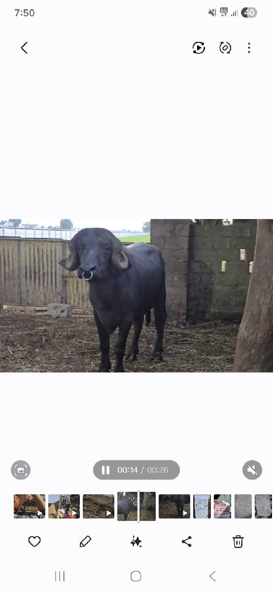 bull