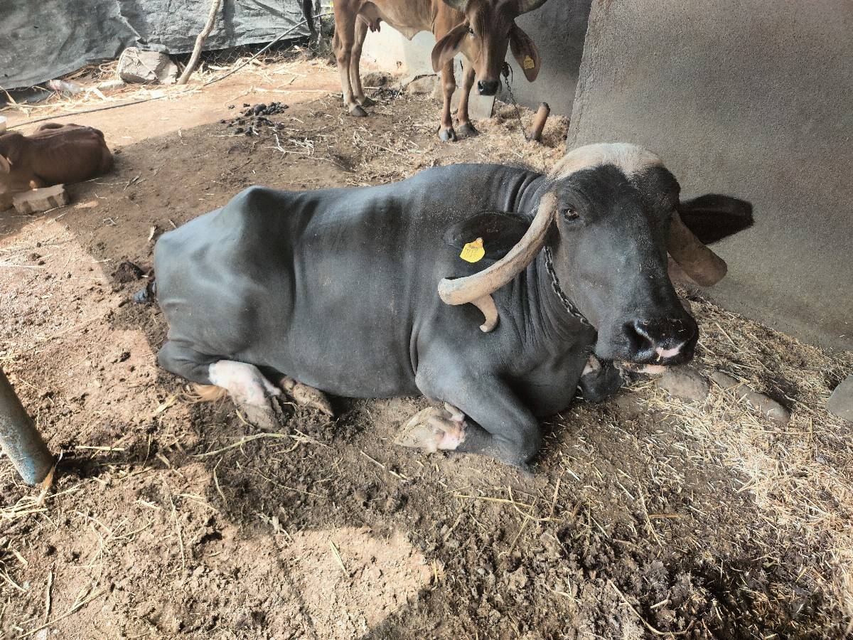 3 વેટર વિહાને લી સે હાલ ગભણ નથી