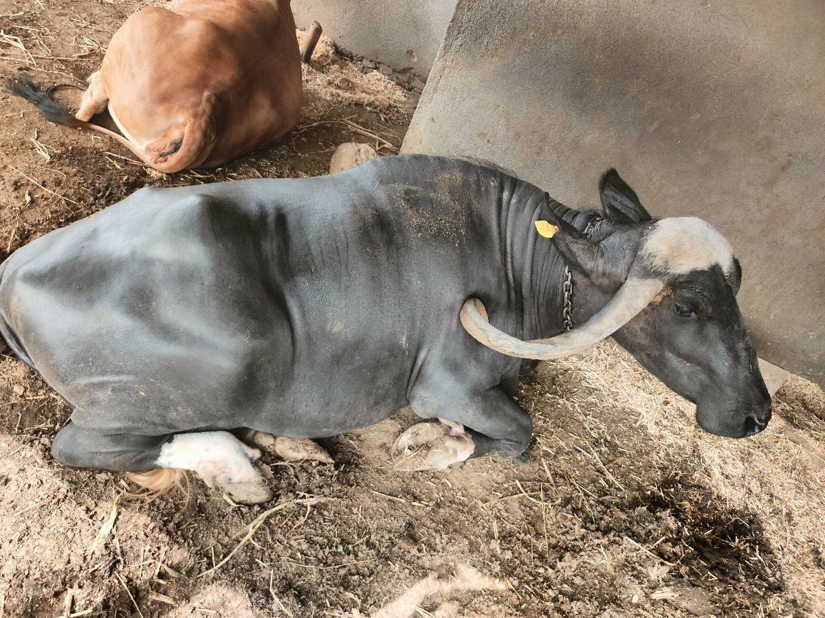 3 વેટર વિહાને લી સે હાલ ગભણ નથી