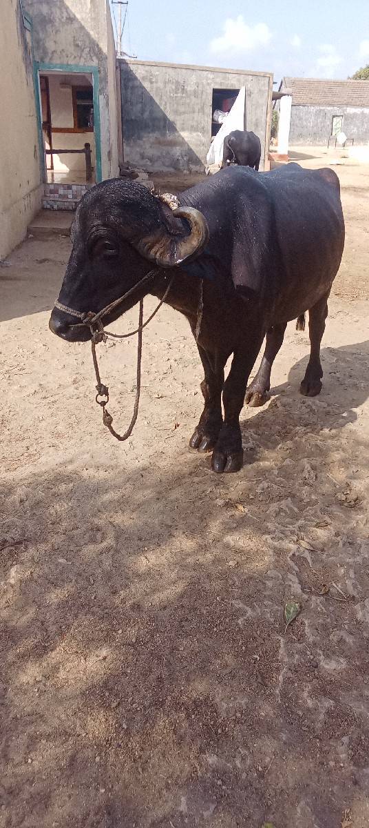 પાડો