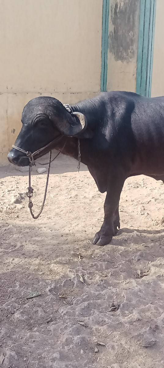 પાડો