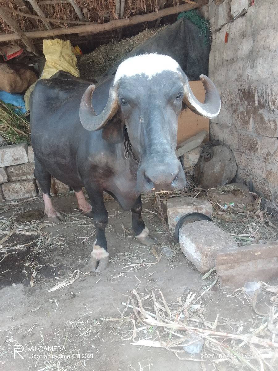 ભૅસવૅચવાનીછૅ