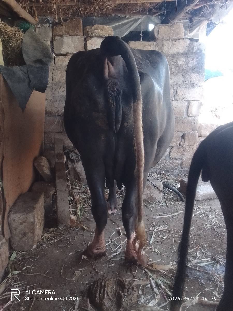 ભૅસવૅચવાનીછૅ