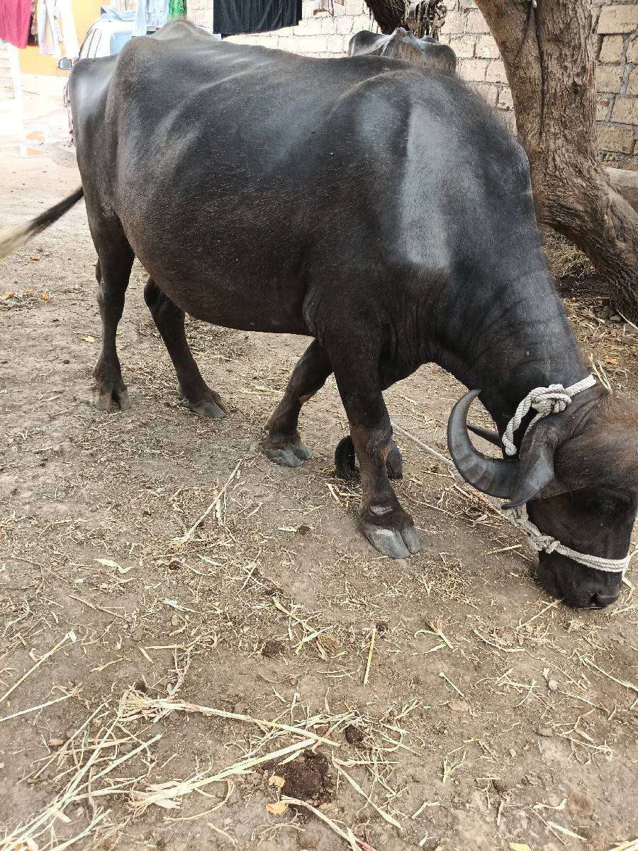 પેલું વેતર