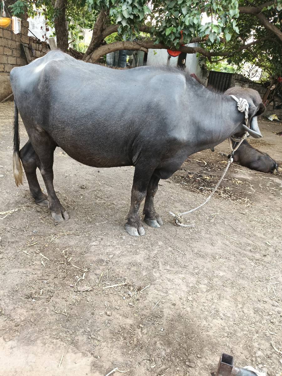 પેલું વેતર