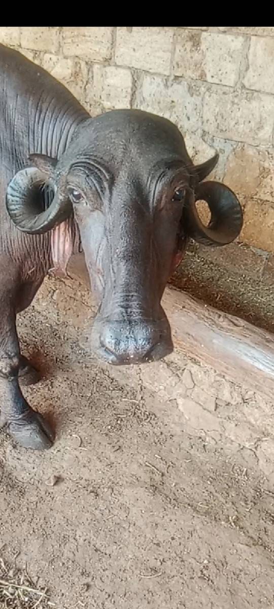આ ભેંસ વેચવાની છે