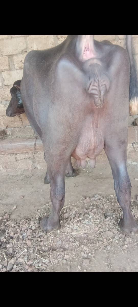 આ ભેંસ વેચવાની છે
