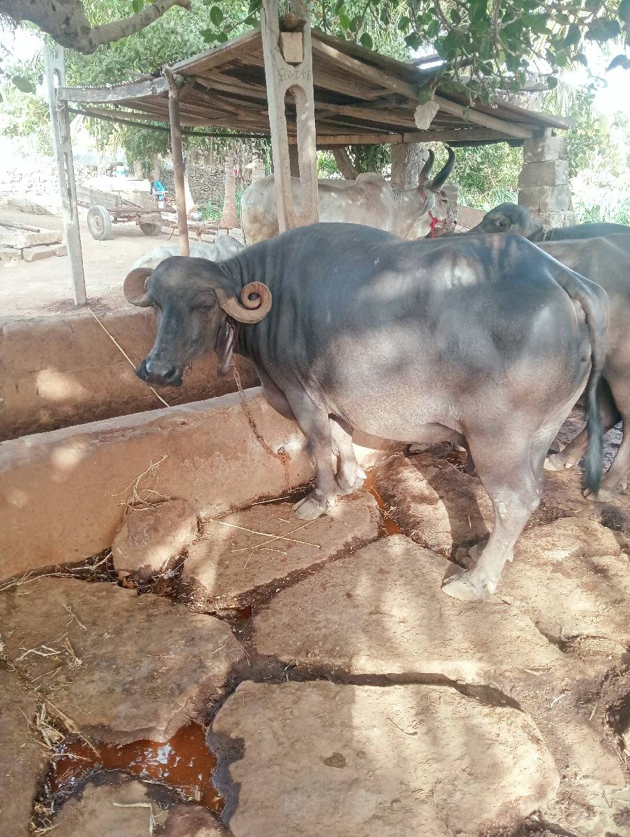 ભેંસ વેચવાની છે