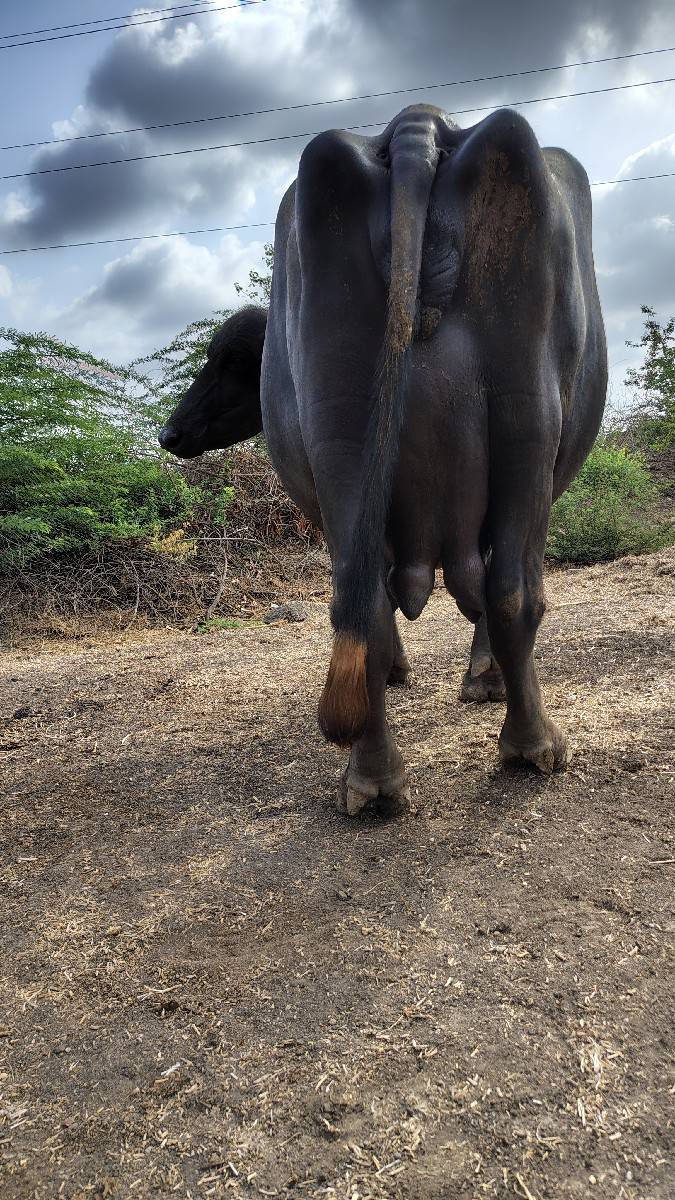 ભેંશ વેચવાની છે