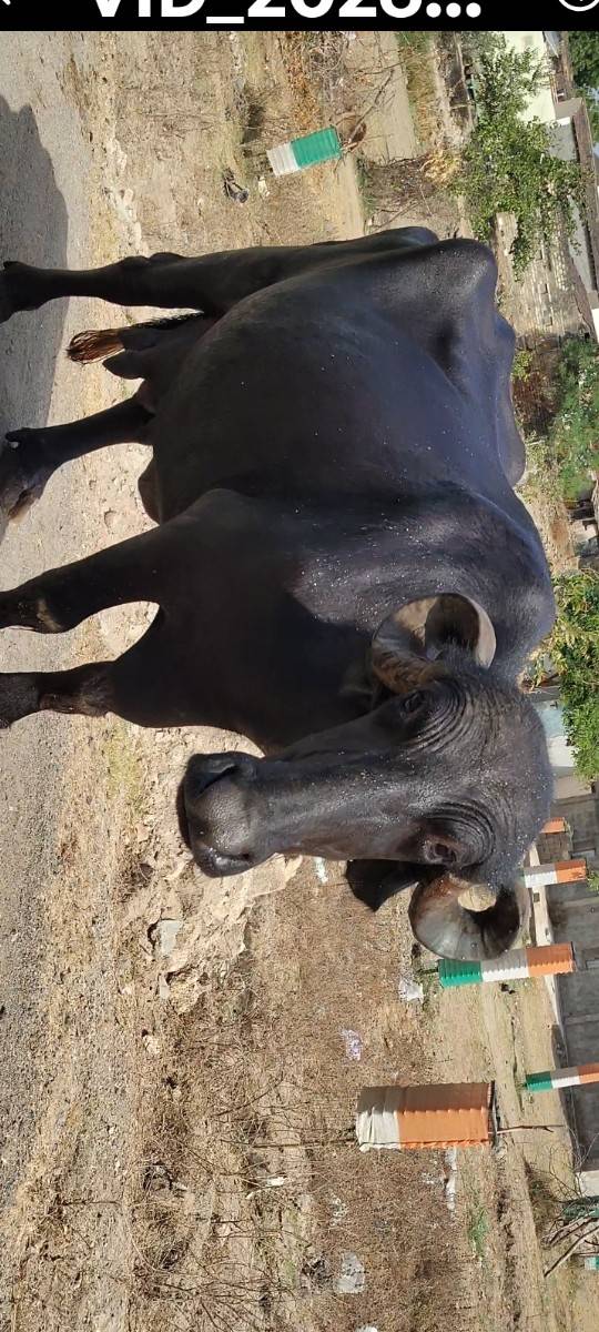 ભેંશ વેચવાની છે