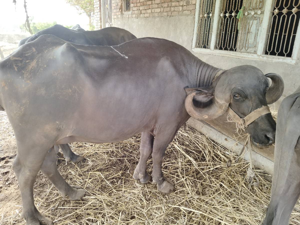 ભેંશ વેચવાની