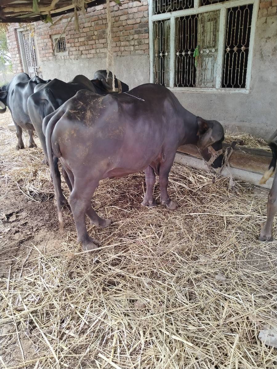 ભેંશ વેચવાની