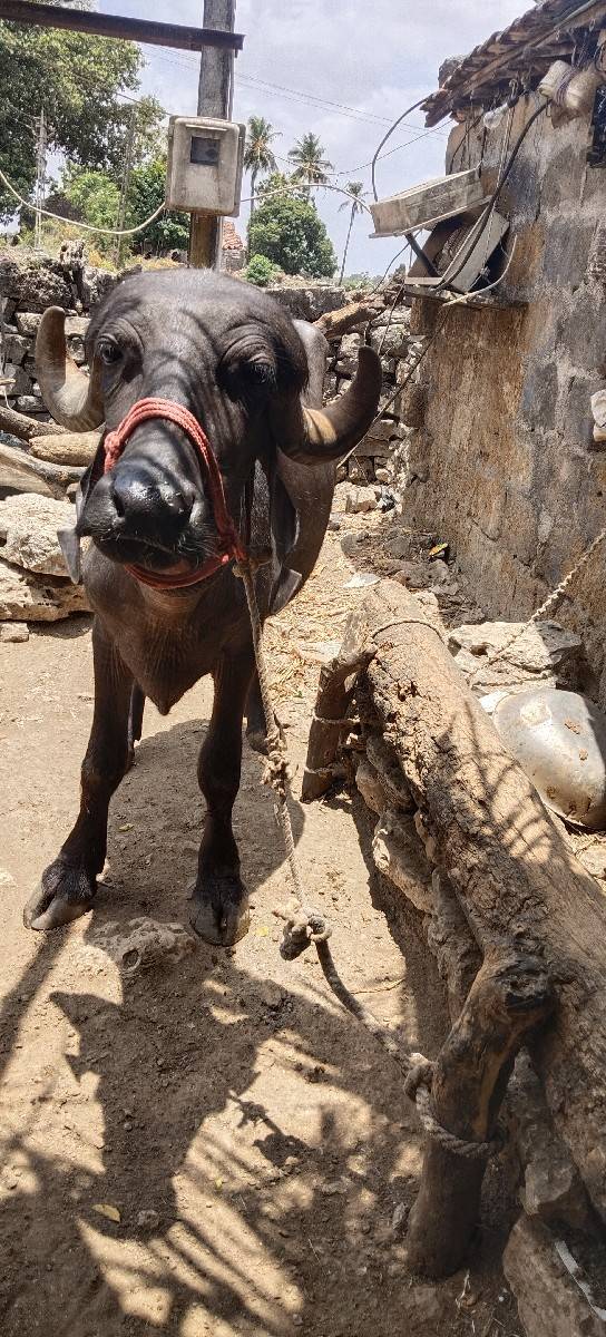 ખડેલી વેચવાની છે ત્રણ વર્ષની છે