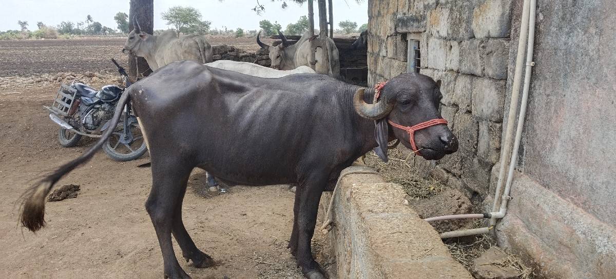 ખડેલી વેચવાની છે ત્રણ વર્ષની છે