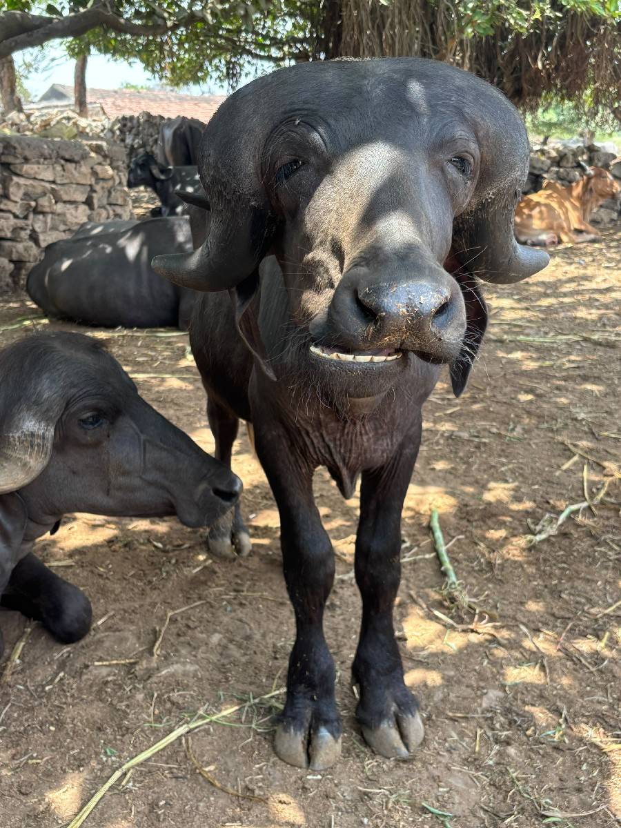 પાડો વેચવાનો