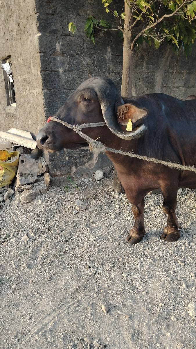 ભેંસ વેચવાની છે