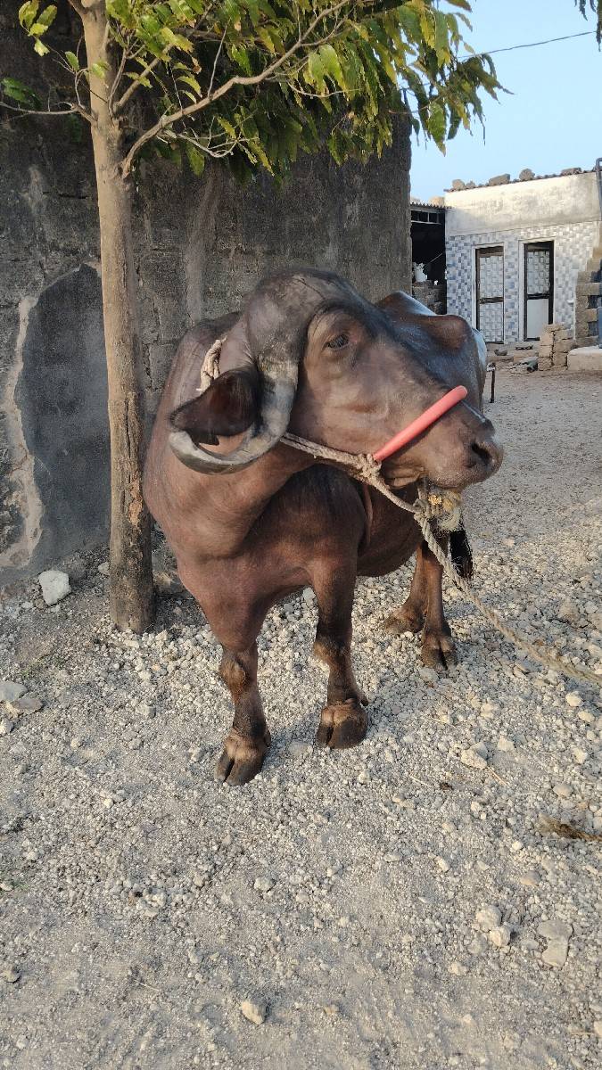 ભેંસ વેચવાની છે
