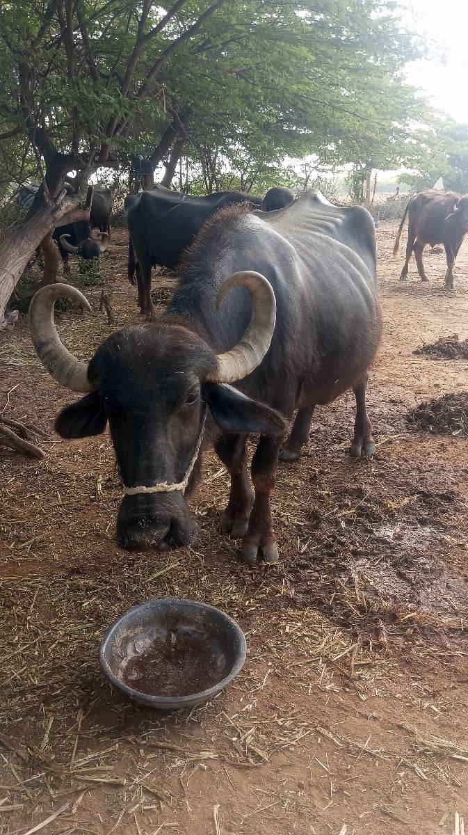 ભેસ વીઆઈગલશે પાચ    3 આચરશે