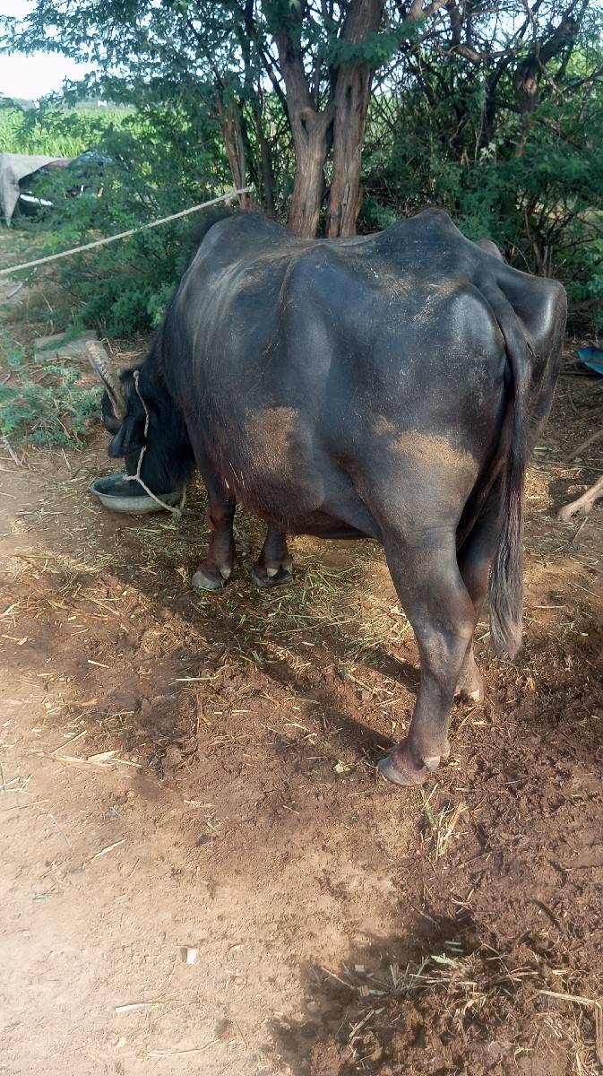 ભેસ વીઆઈગલશે પાચ    3 આચરશે