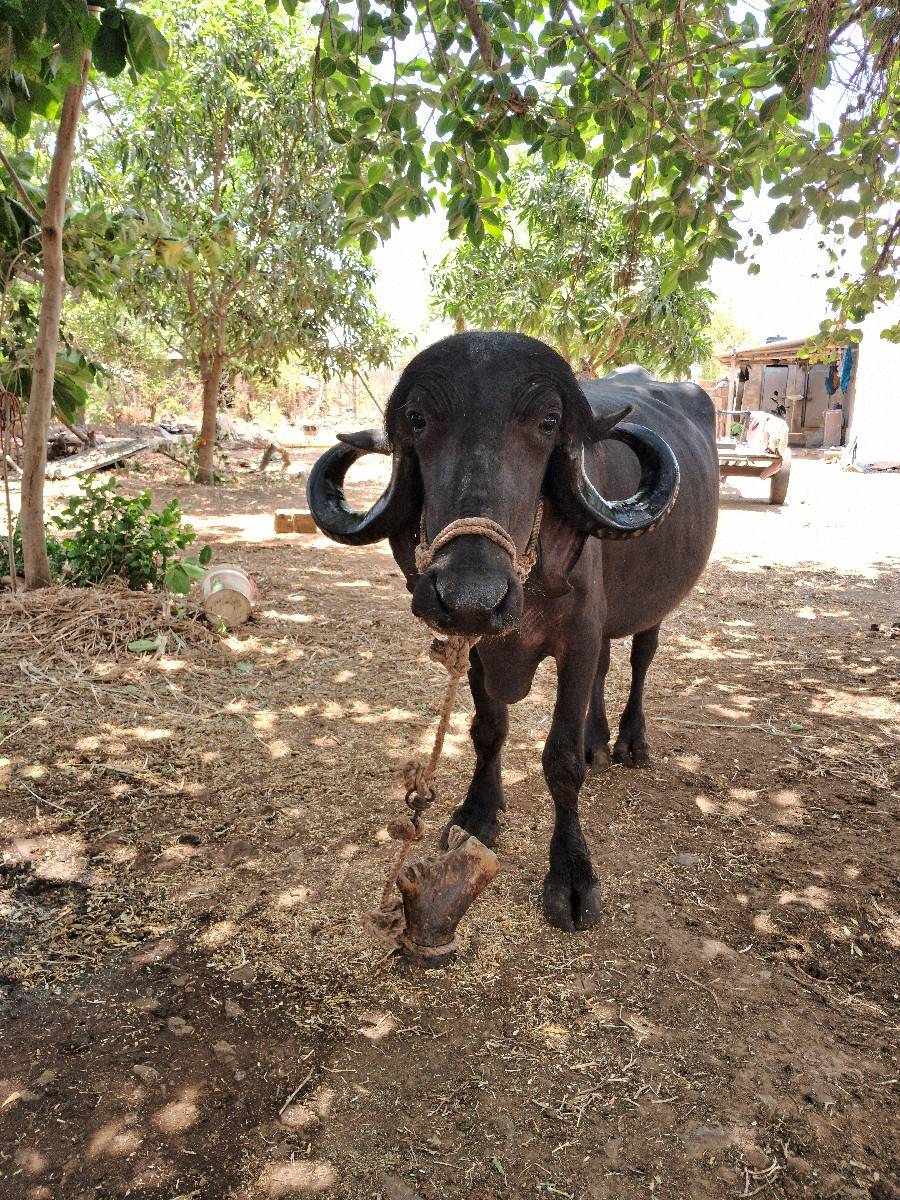 બે ભેંસ વેચવા ની છે