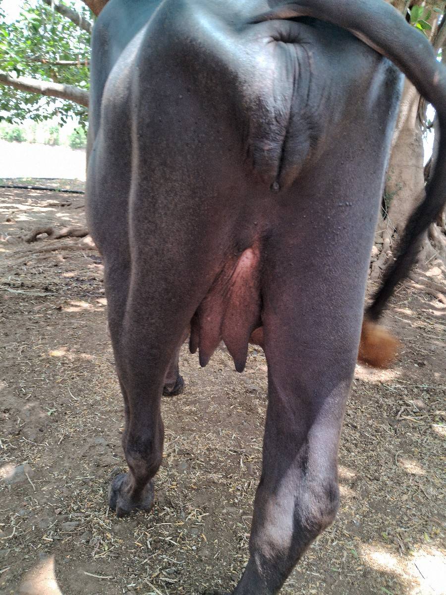 બે ભેંસ વેચવા ની છે