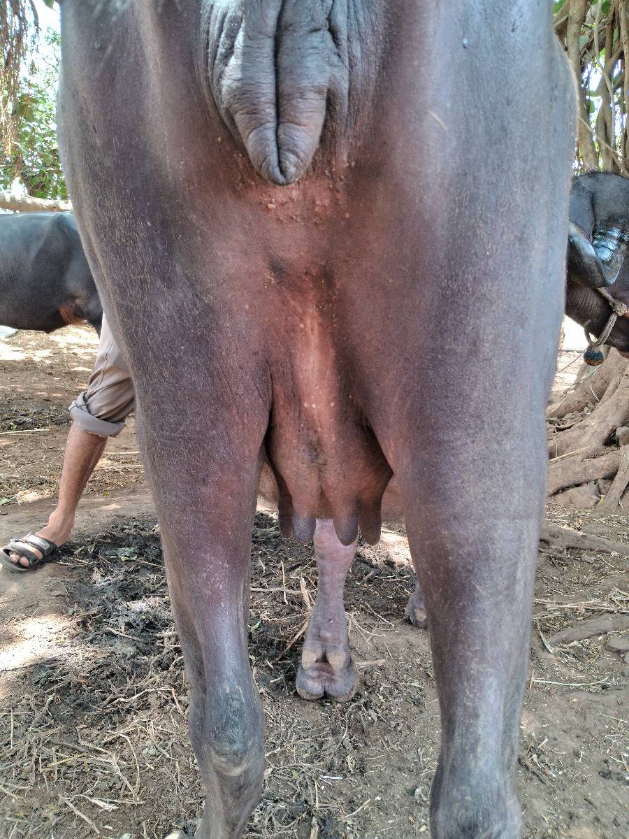 બે ભેંસ વેચવા ની છે