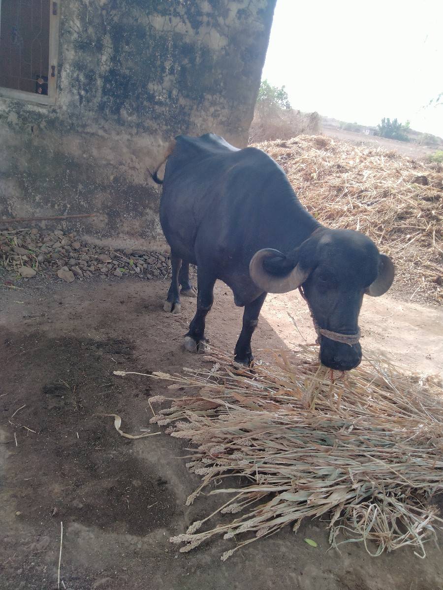 ખરેલી વેચવાની છે