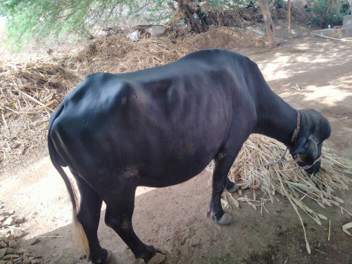 ખરેલી વેચવાની છે