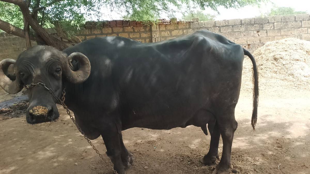 ભેંસ વેચવાની છે