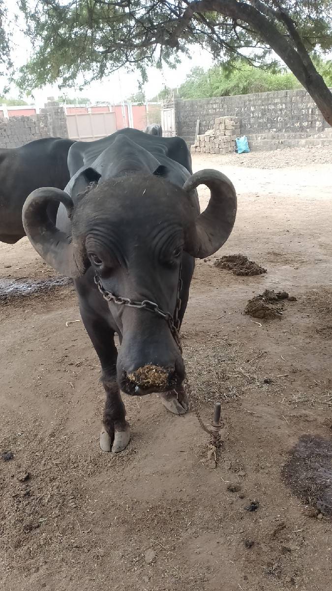 ભેંસ વેચવાની છે