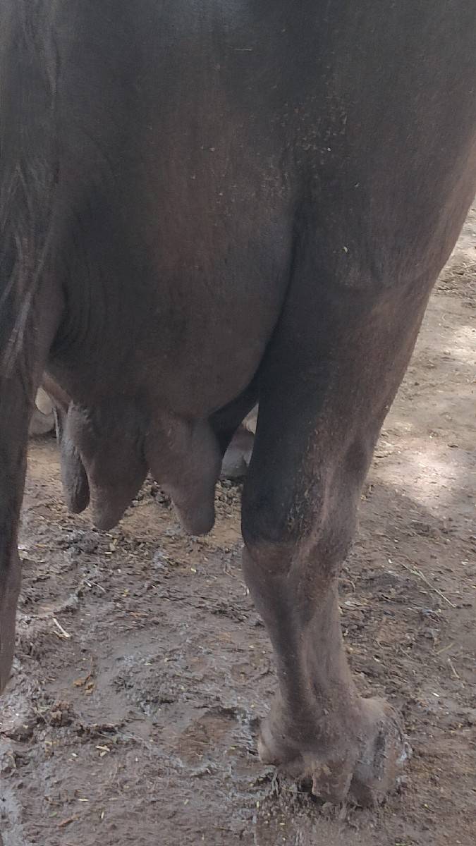 ભેંસ વેચવાની છે