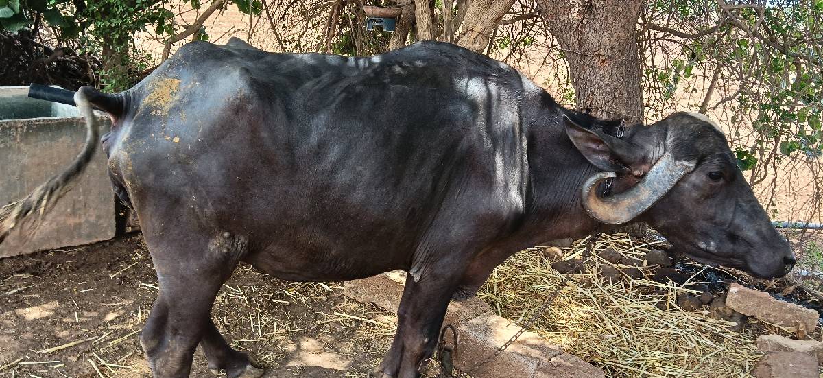 ભેંસ વેચવાની છે