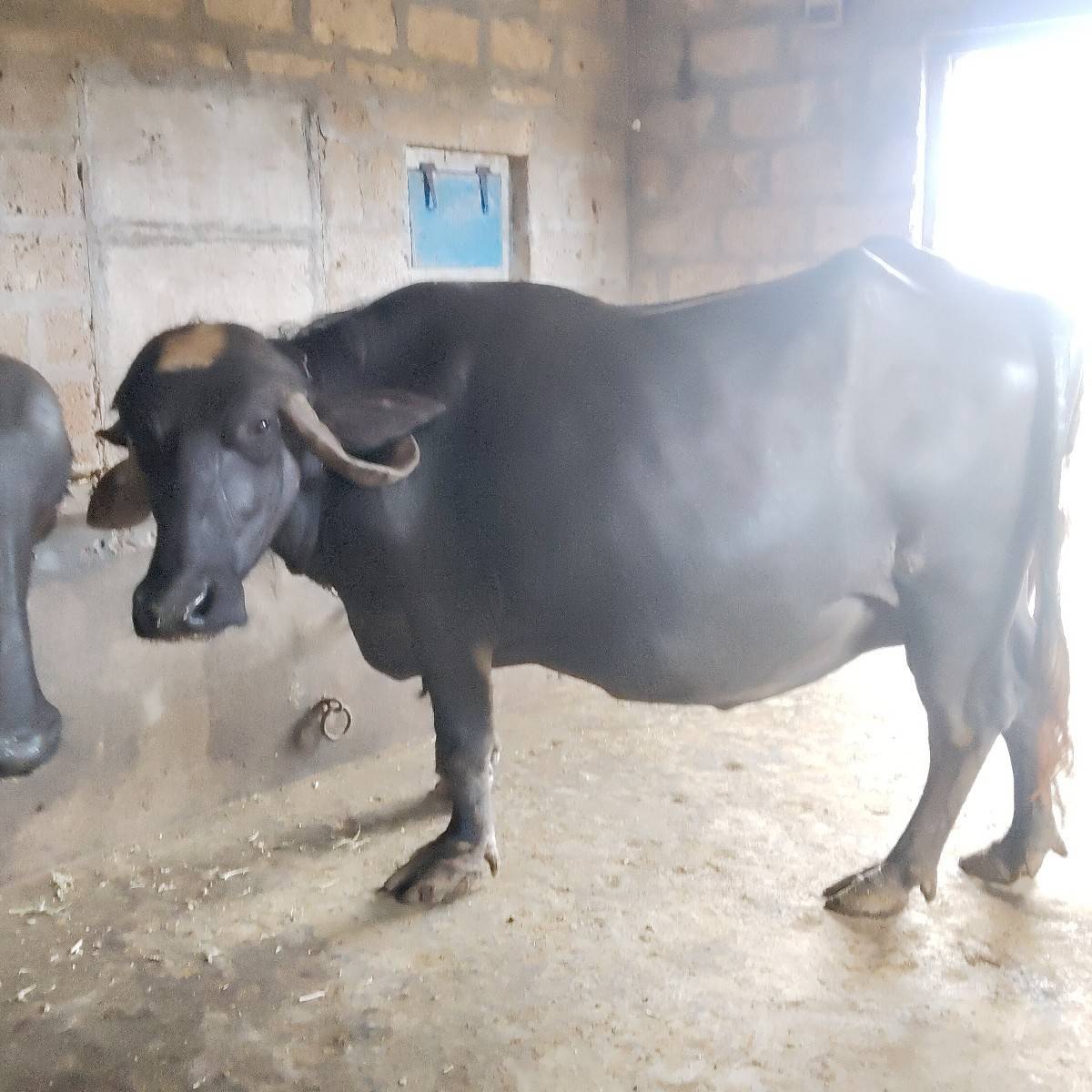 ભેંસ વેચવાની છે