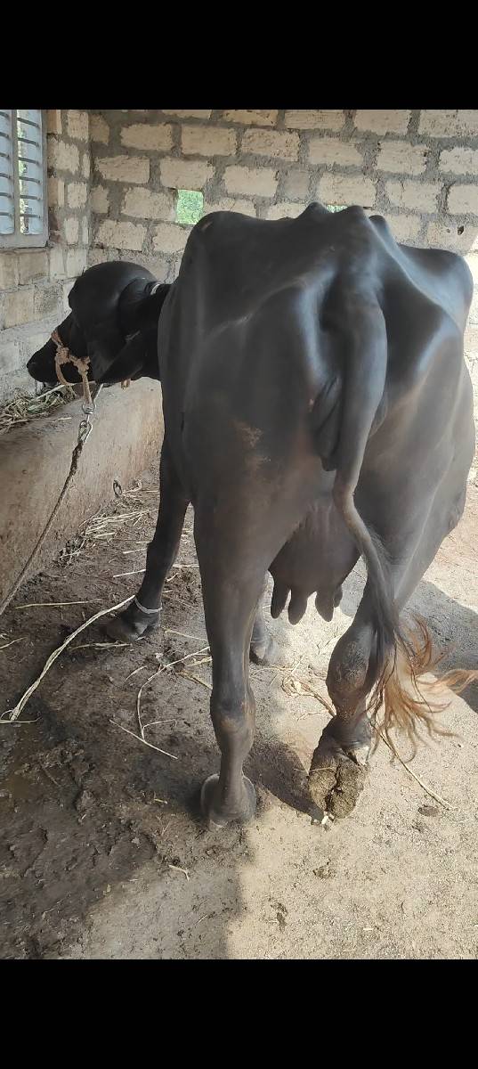 પહેલાં વેતર વ્યાની