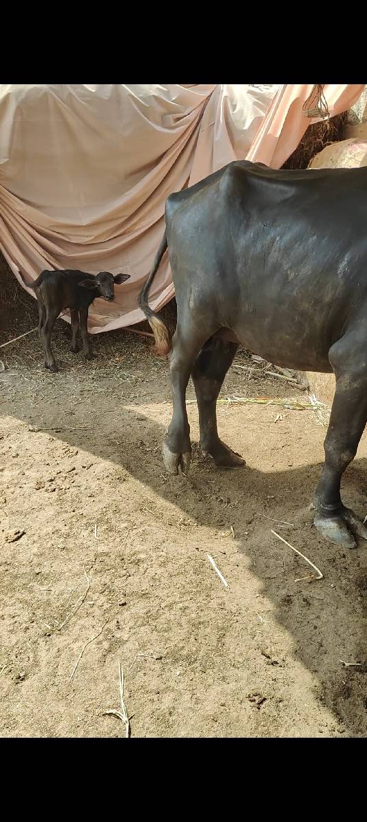 પહેલાં વેતર વ્યાની