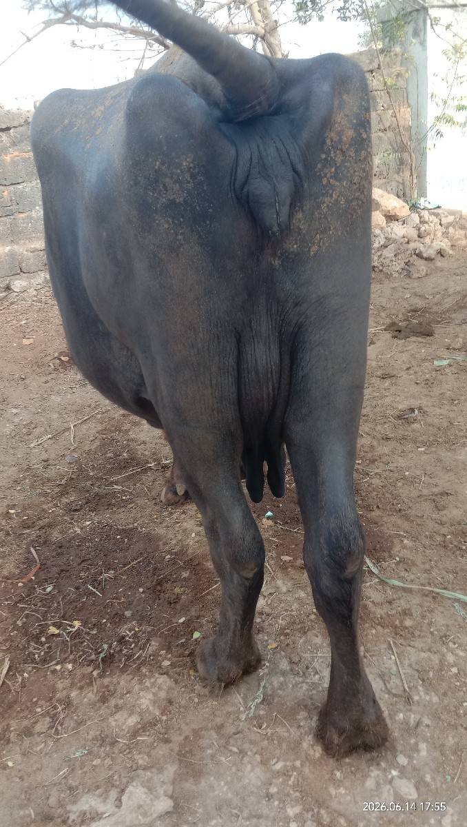 ભેછ વેચવાની છે 3 લીટર