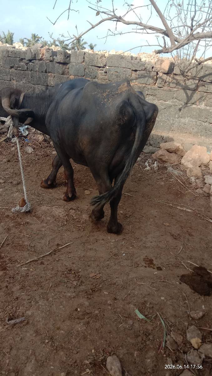 ભેછ વેચવાની છે 3 લીટર