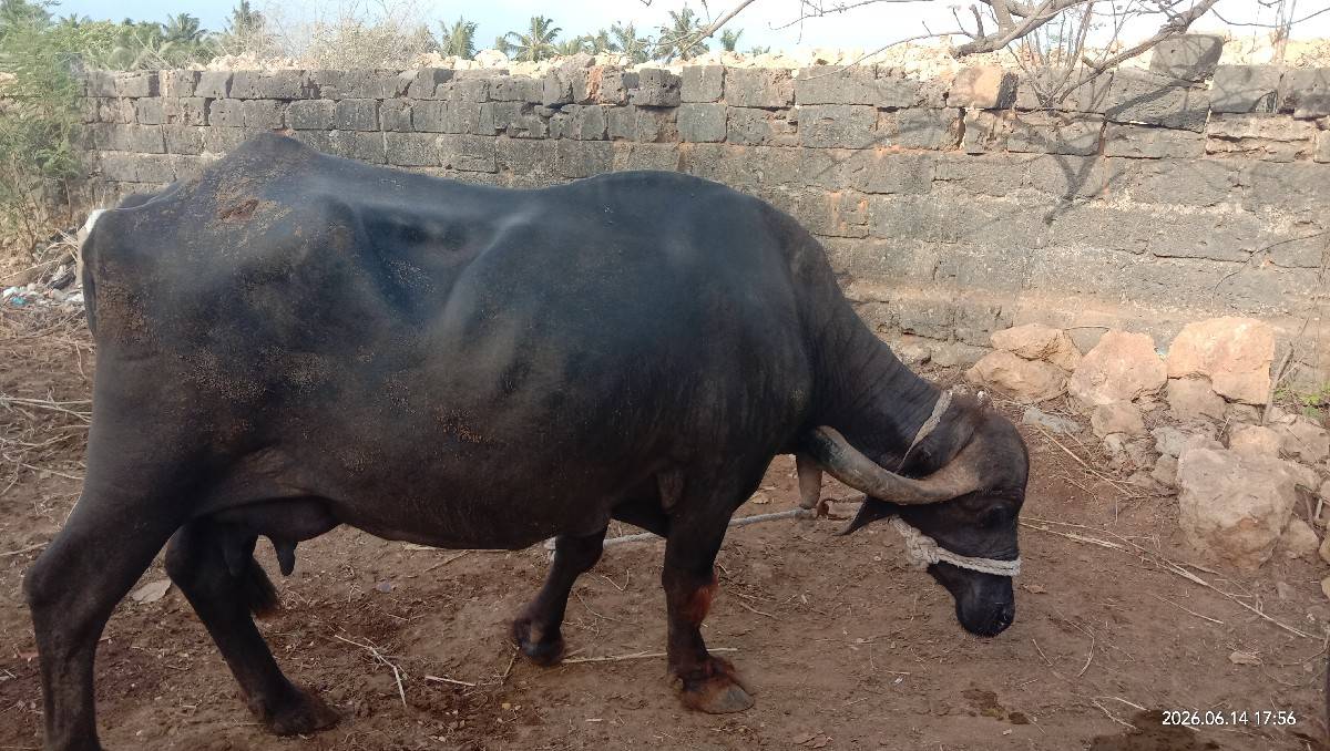ભેછ વેચવાની છે 3 લીટર