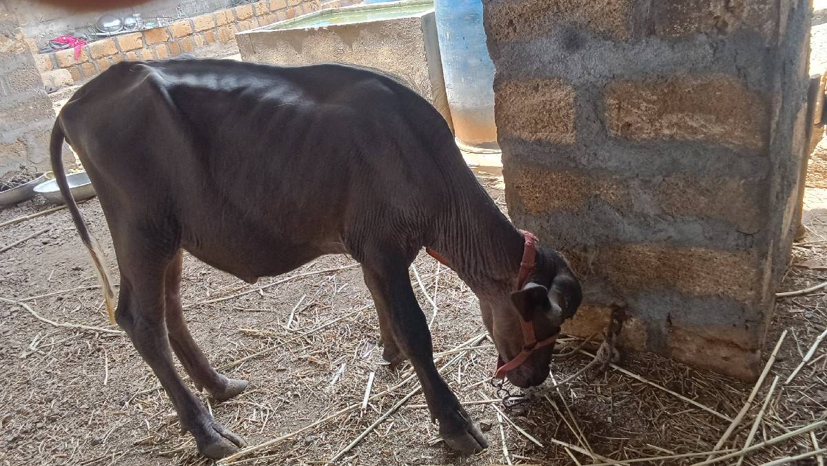 પાડી વેચવાની છે